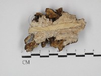 雲芝藏品圖，第3張