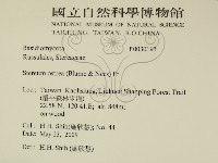 蠔韌革菌藏品圖，第2張