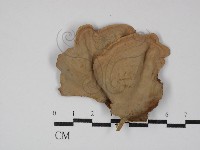 蠔韌革菌藏品圖，第3張