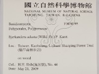 煙管菌藏品圖，第2張