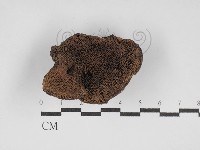 煙管菌藏品圖，第3張