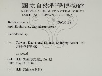 靈芝屬藏品圖，第2張