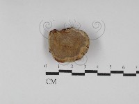 靈芝屬藏品圖，第3張