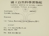 炭角菌屬藏品圖，第2張