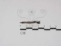 炭角菌屬藏品圖，第1張