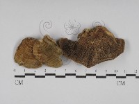 登錄號:F0030198藏品圖，第1張