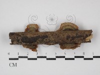 蠔韌革菌藏品圖，第3張