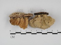 登錄號:F0030202藏品圖，第1張