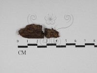 登錄號:F0030204藏品圖，第1張