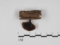 小孔菌屬藏品圖，第1張