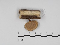 小孔菌屬藏品圖，第3張