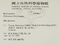 小孔菌屬藏品圖，第2張