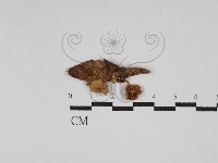 登錄號:F0030208藏品圖，第1張