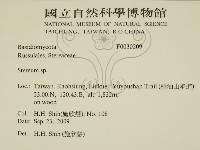 韌革菌屬藏品圖，第2張