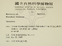 韌革菌屬藏品圖，第2張