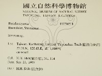 韌革菌屬藏品圖，第2張