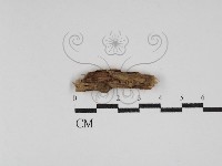 登錄號:F0030215藏品圖，第1張