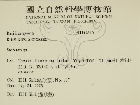 韌革菌屬藏品圖，第2張