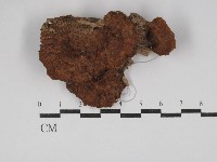 纖孔菌屬藏品圖，第1張