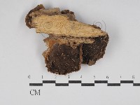 纖孔菌屬藏品圖，第3張