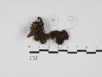 登錄號:F0030219藏品圖，第1張