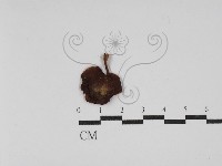 登錄號:F0030220藏品圖，第1張