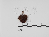 登錄號:F0030220藏品圖，第3張