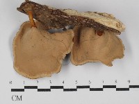 黄柄小孔菌藏品圖，第3張