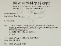 乳菇屬藏品圖，第2張