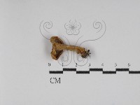 登錄號:F0030224藏品圖，第1張