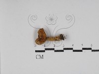 登錄號:F0030224藏品圖，第3張