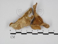 登錄號:F0030225藏品圖，第1張