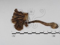 登錄號:F0030226藏品圖，第3張