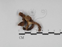 登錄號:F0030227藏品圖，第1張