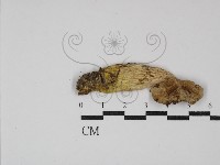 登錄號:F0030230藏品圖，第1張