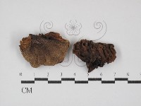 登錄號:F0030231藏品圖，第1張