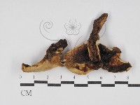 登錄號:F0030232藏品圖，第1張