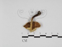 登錄號:F0030234藏品圖，第3張