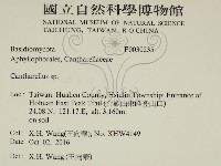 雞油菌屬藏品圖，第2張