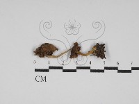 雞油菌屬藏品圖，第1張