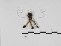 登錄號:F0030236藏品圖，第1張