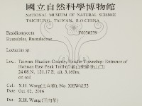 乳菇屬藏品圖，第2張