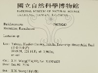 乳菇屬藏品圖，第2張