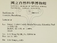乳菇屬藏品圖，第2張
