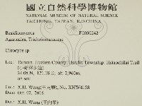 杯傘屬藏品圖，第2張