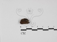 登錄號:F0030243藏品圖，第1張