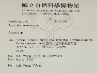 鵝膏屬藏品圖，第2張