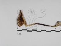 鵝膏屬藏品圖，第3張