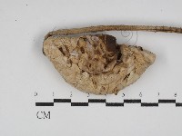 登錄號:F0030248藏品圖，第1張