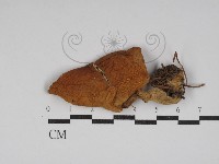 登錄號:F0030249藏品圖，第1張